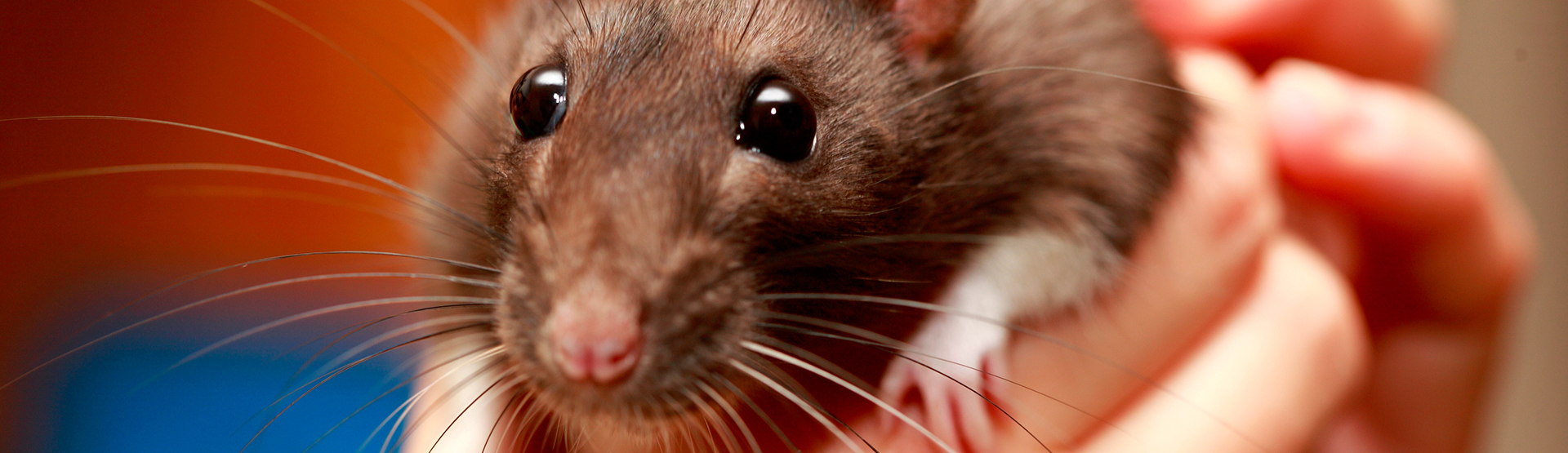 Small Animal Department Rat