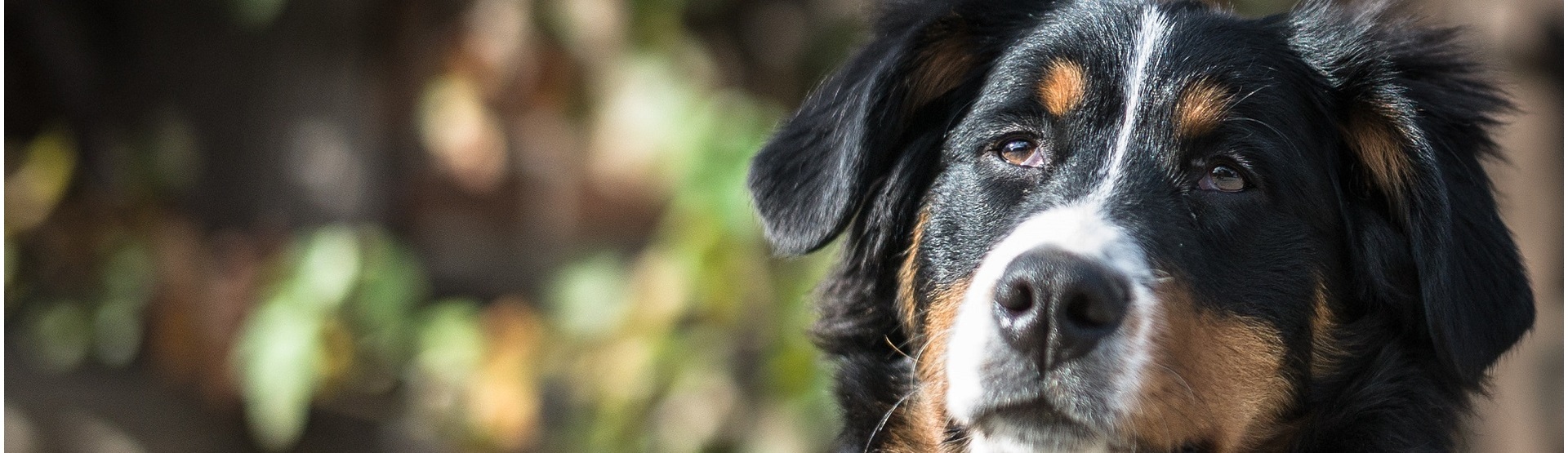 Caring for your senior pet