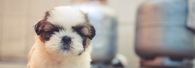 Caring for your new puppy