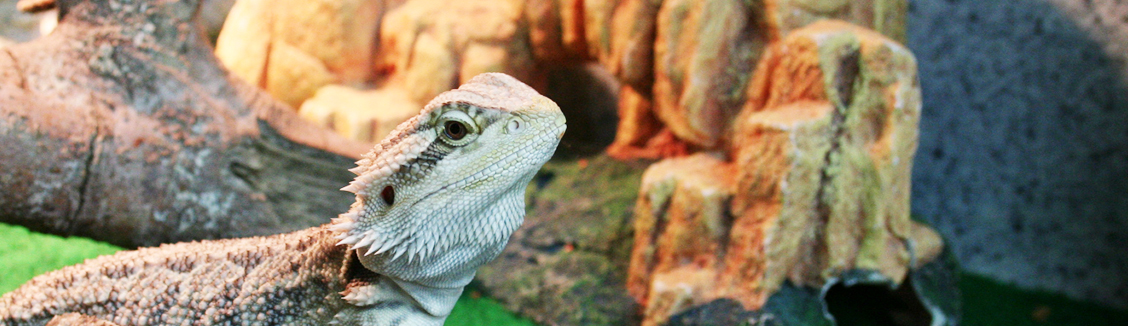 Reptile Enclosures Supplies And Accessories Pet City Mt Gravatt