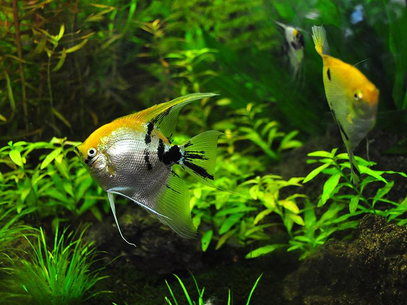 cleaning an aquarium