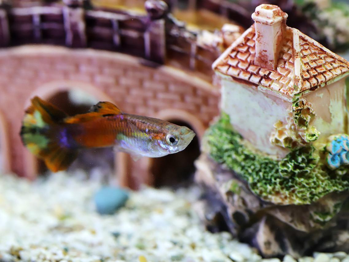 fish tank ornaments