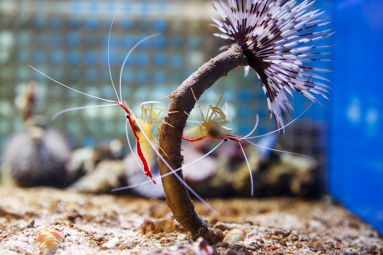 cleaner shrimp