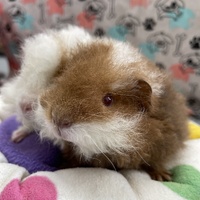 Guinea Pig Female
