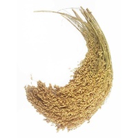 Millet Spray French White 250g