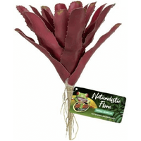 Reptile Plant Fireball Bromeliad