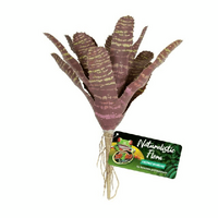Reptile Plant Chestnut Bromeliad