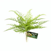 Reptile Plant Lace Fern