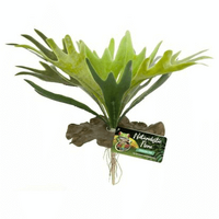 Reptile Plant Staghorn Fern