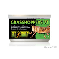 Exo Terra Tinned Grasshoppers XL 34g