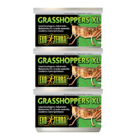 Exo Terra Tinned Grasshoppers XL 34g Bulk (3x Tins)