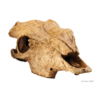 Exo Terra Buffalo Skull Medium