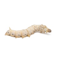 Silkworms (10 Pack)