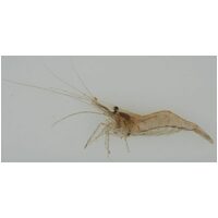 Feeder Shrimp Bulk (Bag of 10)
