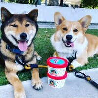 Hugos Treat Dog Ice Cream Carob