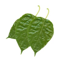 Mulberry Leaves 10 Pack