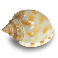 Hermit Crab Shell Jumbo (Each)