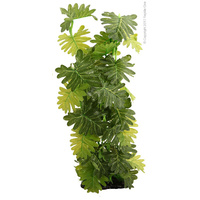 Aquarium Philodendren Selloum 40cm
