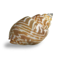 Hermit Crab Shell Plain Small/Medium (each)