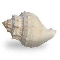 Hermit Crab Shell Plain Medium/Large (each)