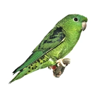 Lineolated Parrot EACH