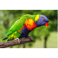 Lorikeet Rainbow EACH