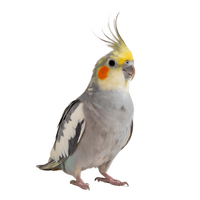 Cockatiel Hand Raised EACH