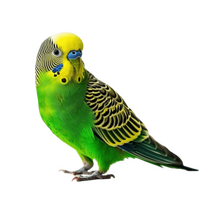 Budgie Aviary Raised EACH