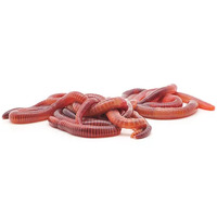 Earthworm 40mL Tub