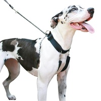 Sporn Big Dog Halter XL
