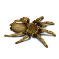 Tarantula