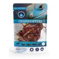 Superfresh Insects Jurassic Naturals Grasshoppers 8pc