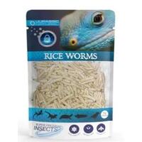 Superfresh Insects Jurassic Naturals Riceworm 15g