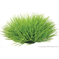 Reptile Plant Green Spinifex Round 30cm
