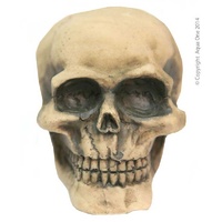 Skull Medium