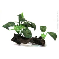 Ornament Plant on Wood