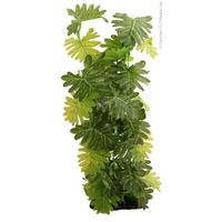 Reptile Philodendren Selloum 40cm