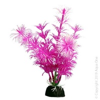 Bettascape Plant Ambulia Pink