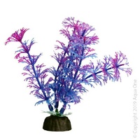 Bettascape Plant Ambulia Purple