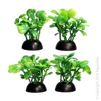 Foreground Plant Lobelia (4 Pack)