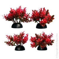 Foreground Plant Catspaw Red (4 Pack)