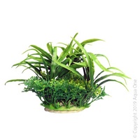 Ecoscape Plant Small Crinum Green