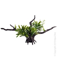 Driftwood Plant Bromealiad Green