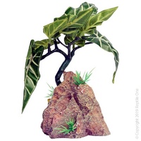 Reptile Alocasia with Resin 12cm