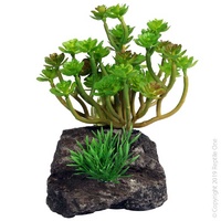 Reptile Echeveria with Pumice 11cm