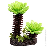 Reptile Succulent Tree with Sand Medium