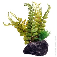 Reptile Fern with Pumice 14cm