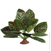 Reptile Marantha with Resin