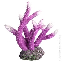 Copi Coral Staghorn Purple