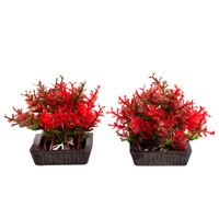 Ecoscape Foreground Catspaw 2pk Red